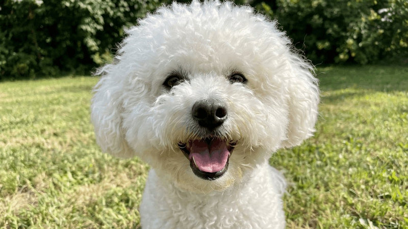A white Bichon Frise sitting on grass in bright sunshine, looking at the camera.