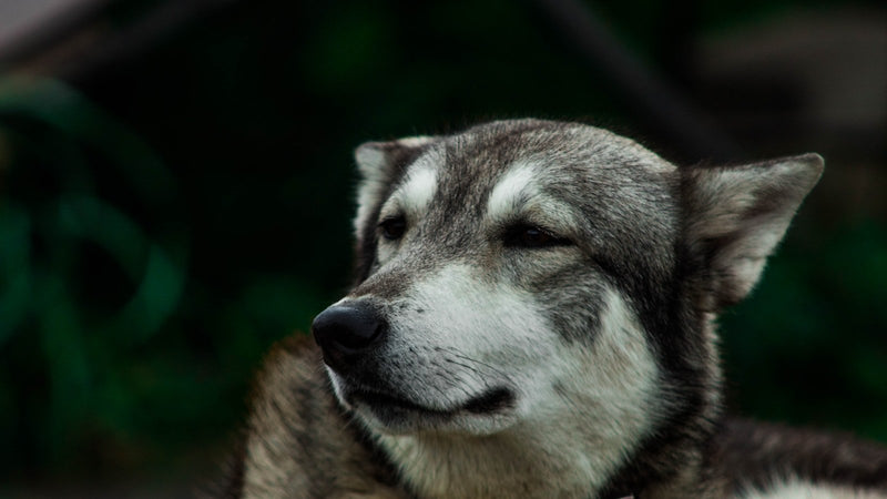 A close-up of an older dog with a grey muzzle in low light.