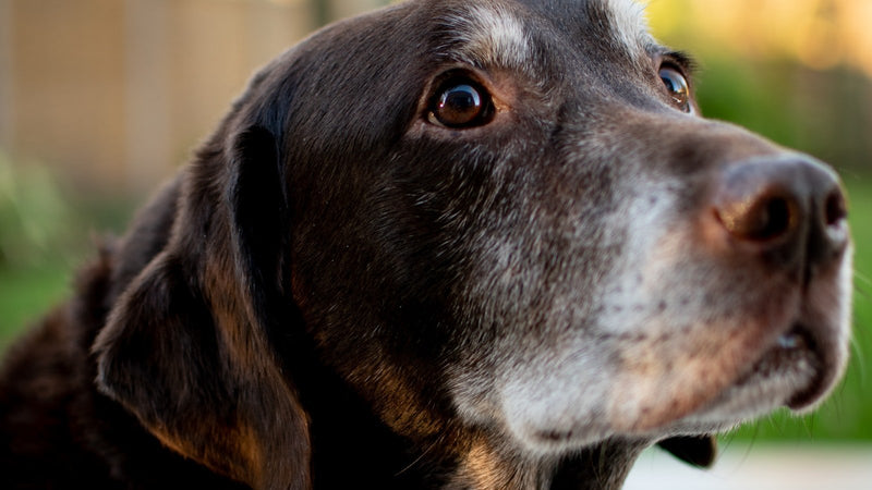 A chocolate Labrador looking upward in soft natural light.