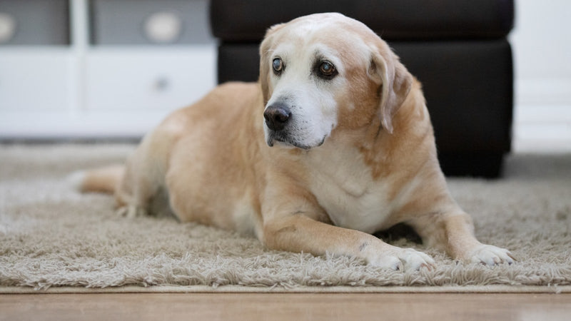 An older pale Labrador lying on a rug indoors, alert and watching.