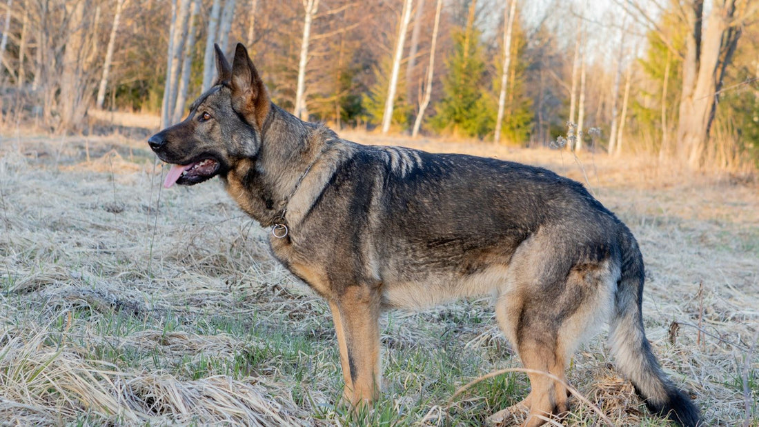 A German Shepherd standing alert in a frosty winter field.