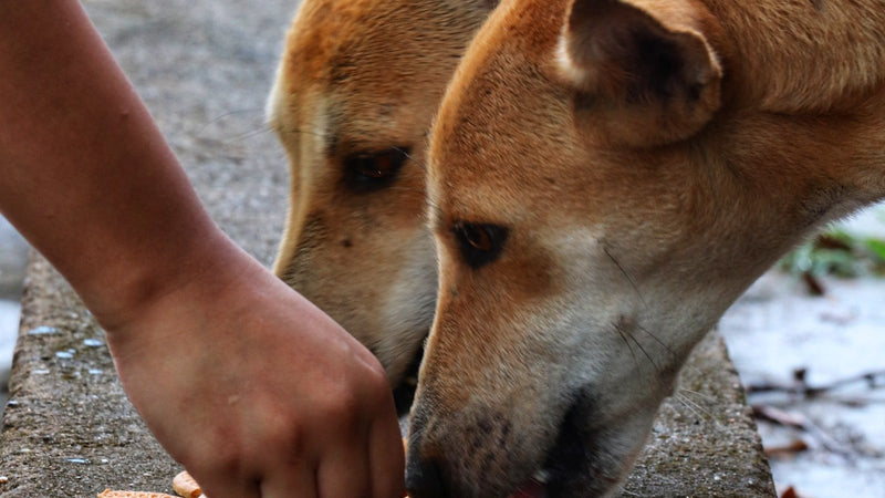 A dog nosing gently at a person's outstretched hand.