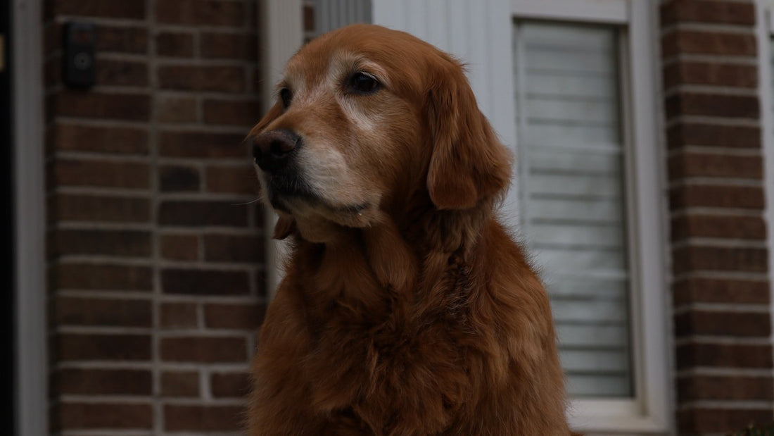 A mature Golden Retriever sitting calmly outside a brick house, looking to one side.
