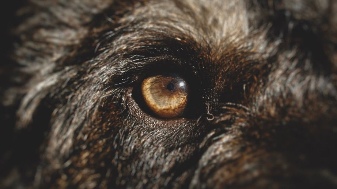 An extreme close-up of a dog's amber eye surrounded by dark fur.