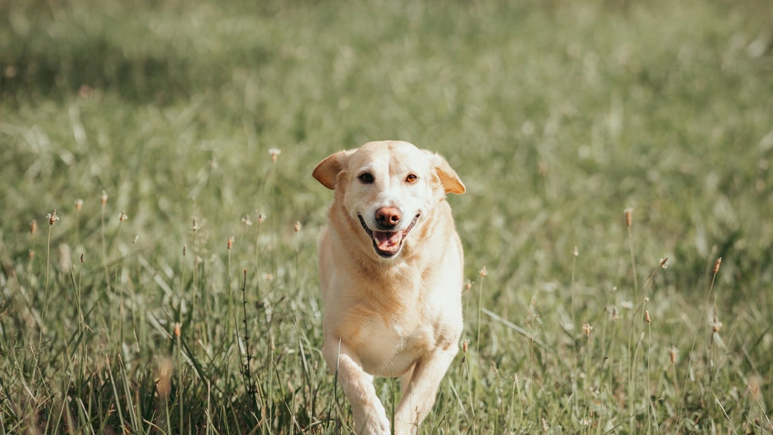 A yellow Labrador running at speed across a grassy field.