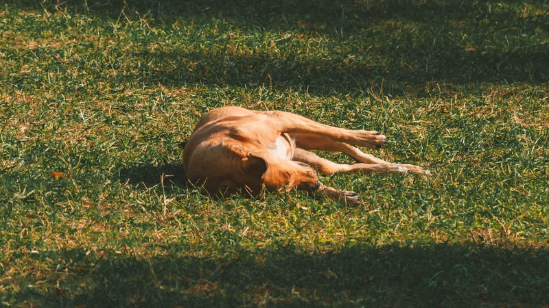 A dog stretched out asleep on sunlit grass on a hot day.