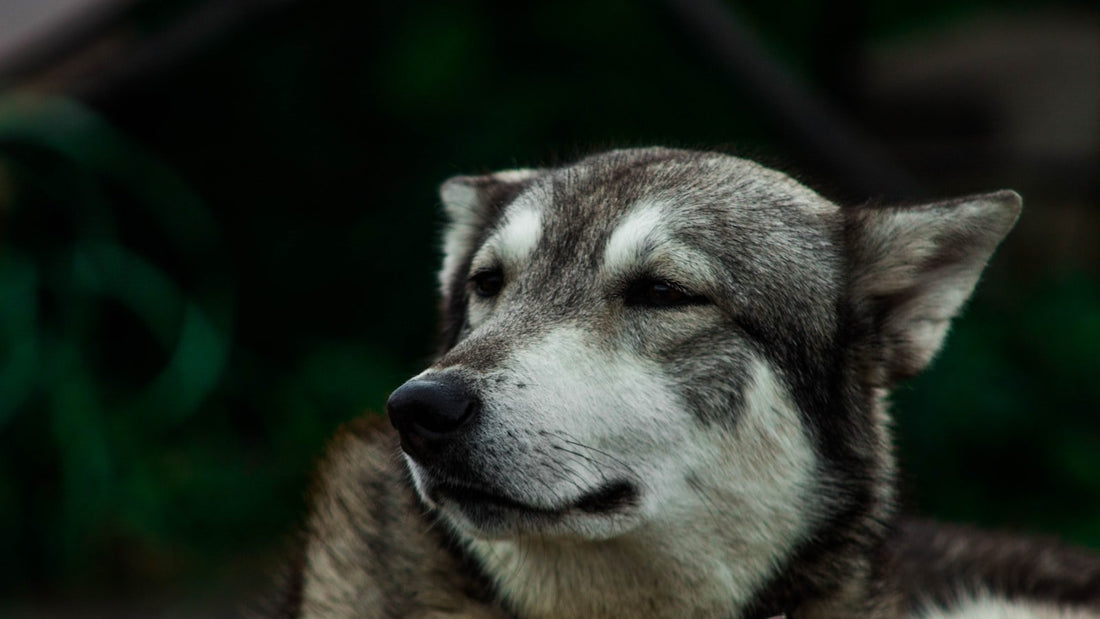 A close-up of an older dog with a grey muzzle in low light.