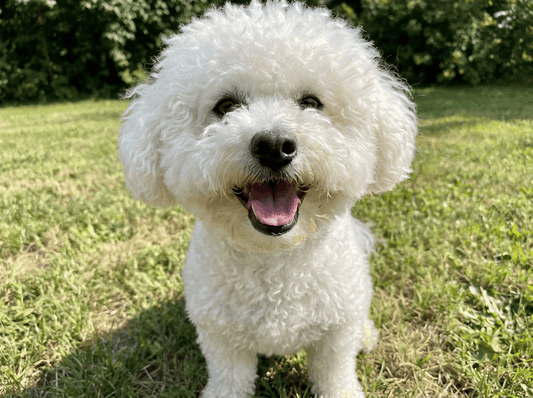 Best Joint Supplements for Dogs UK 2026