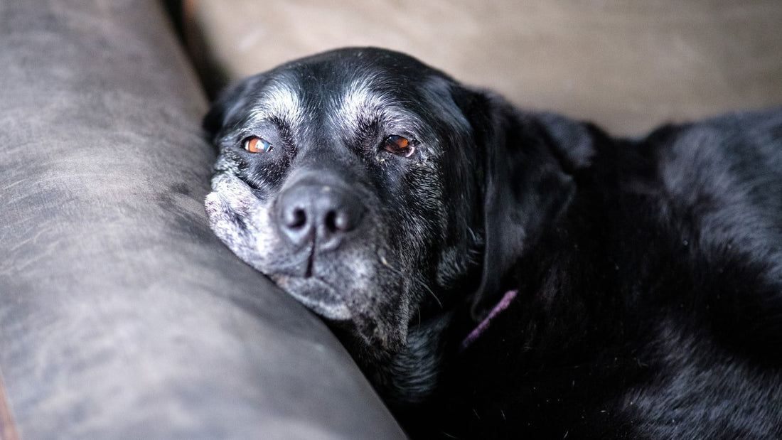 A senior black Labrador with a greying muzzle resting calmly.