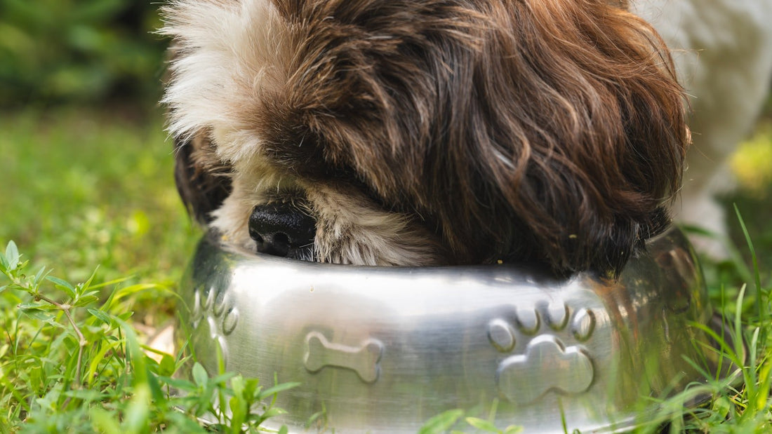 A long-haired dog eating from a stainless steel bowl on grass.
