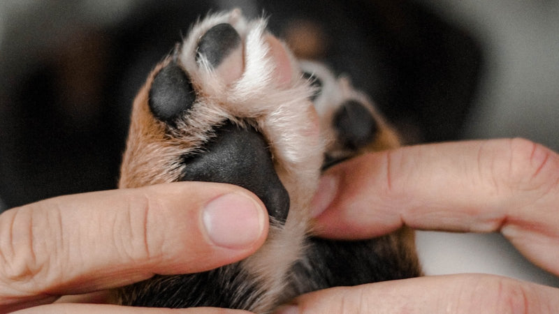 A person gently holding a dog's paw in both hands.