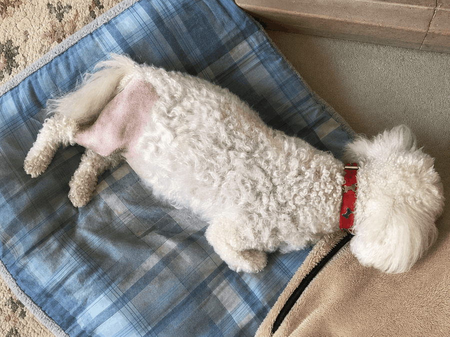 Zebedee's ACL Injuries