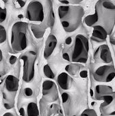 Glucosamine